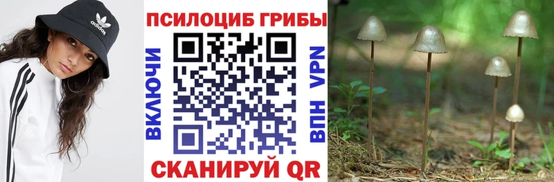 купить  сайты  Белёв  Псилоцибиновые грибы Cubensis 